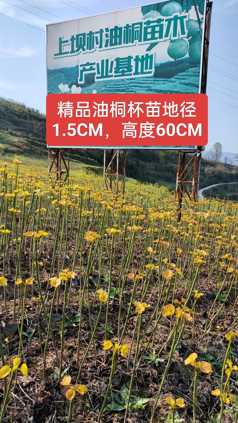油桐苗油桐树苗油桐杯苗