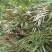 精品熟桩及下山桩十大功劳