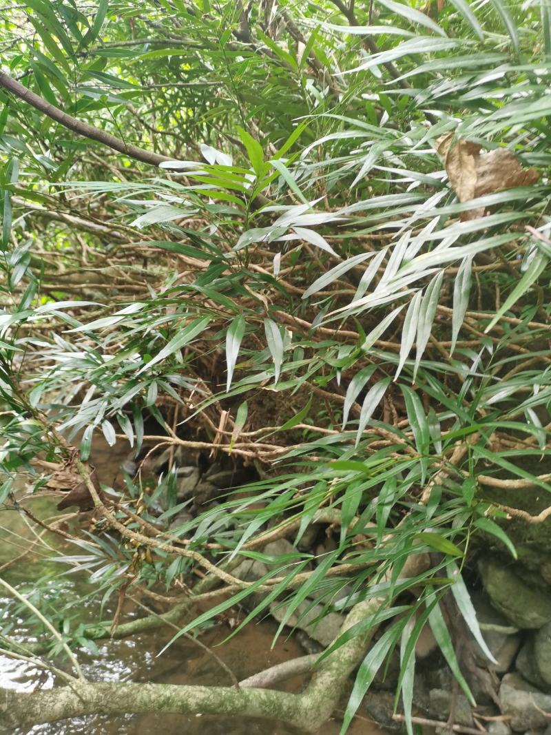 精品熟桩及下山桩十大功劳