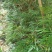精品熟桩及下山桩十大功劳