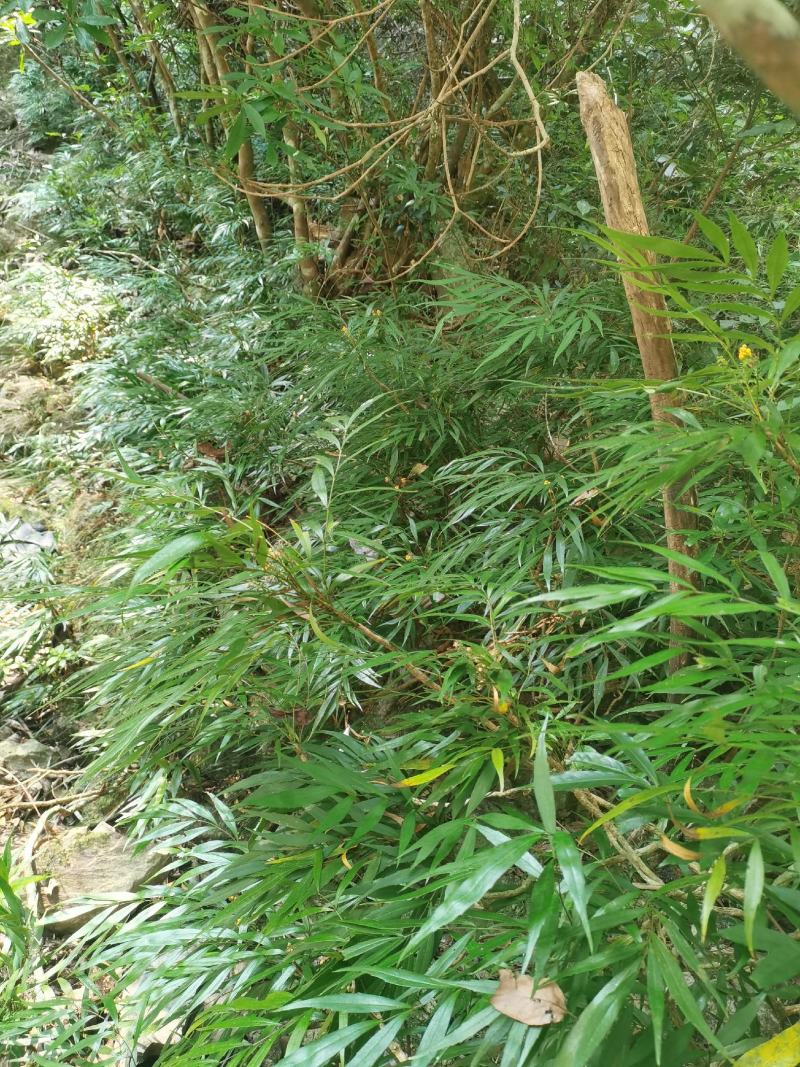 精品熟桩及下山桩十大功劳