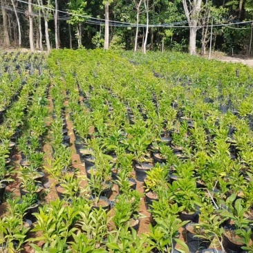 非洲茉莉