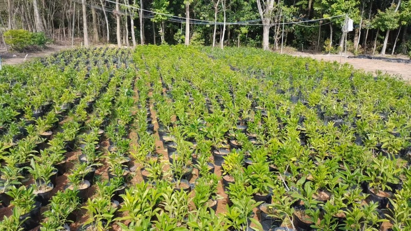 非洲茉莉