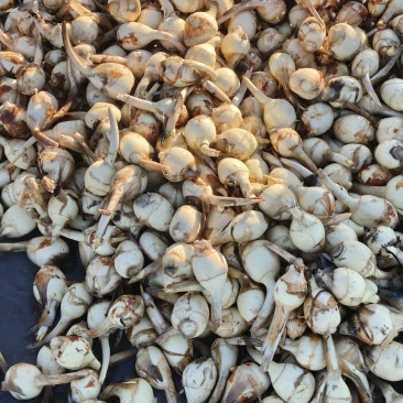 白皮大茨菇
