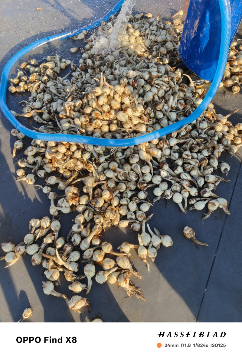 白皮大茨菇