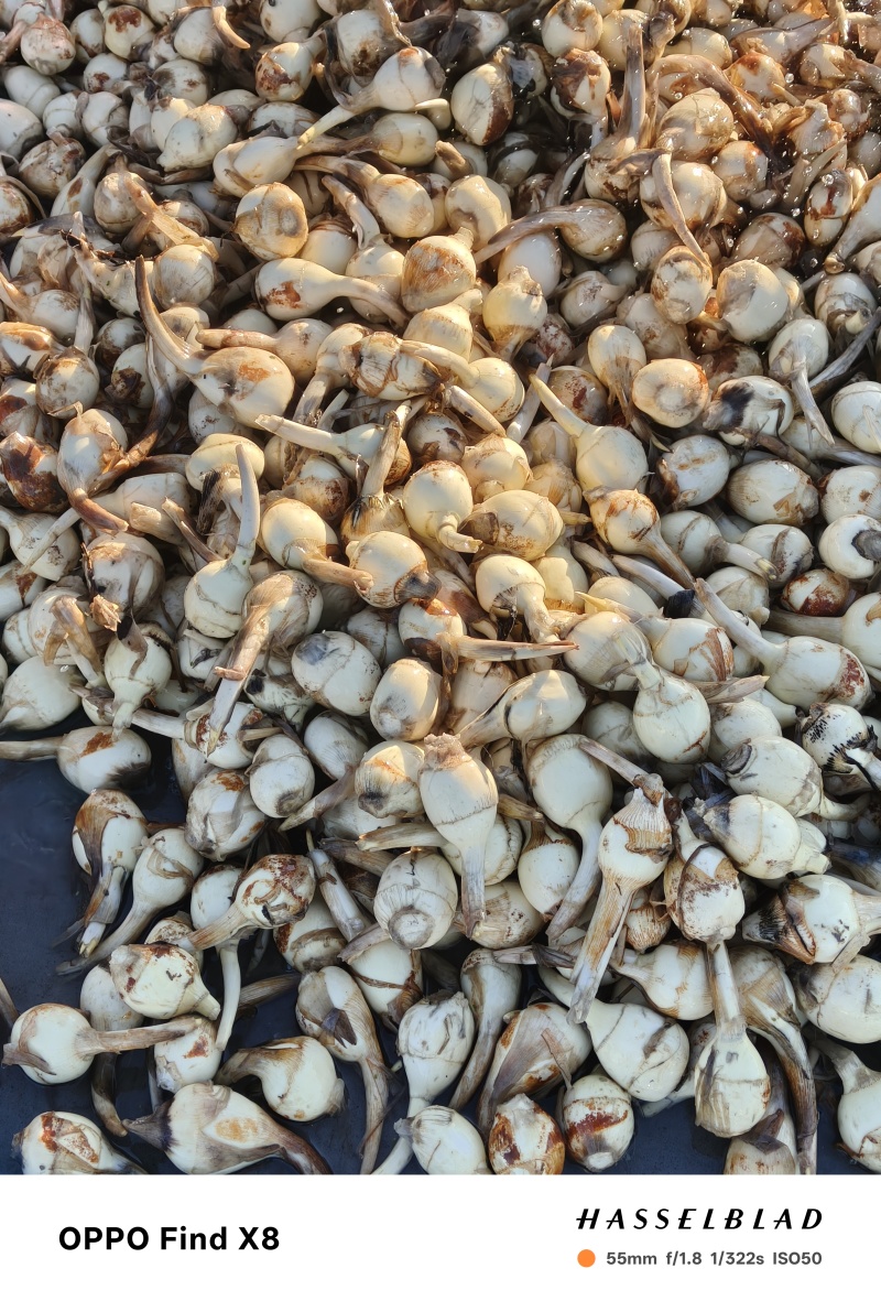 白皮大茨菇