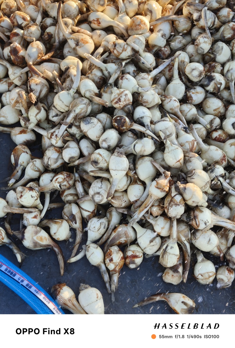 白皮大茨菇
