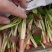 精品鱼腥草叶子/鱼腥草嫩芽/鱼腥草根子一手货源