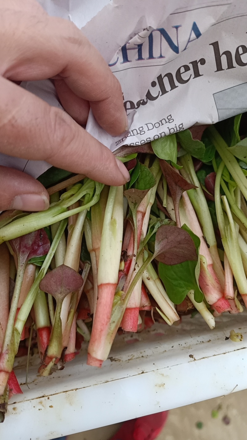 精品鱼腥草叶子/鱼腥草嫩芽/鱼腥草根子一手货源