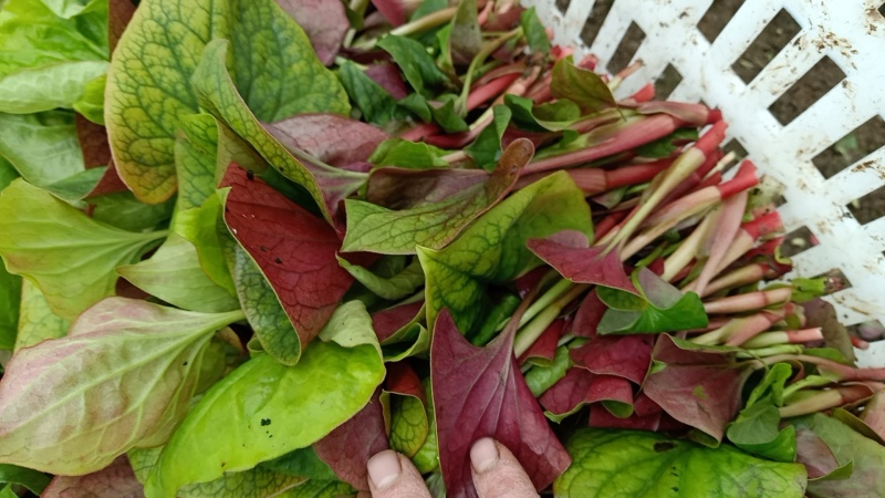 精品鱼腥草叶子/鱼腥草嫩芽/鱼腥草根子一手货源