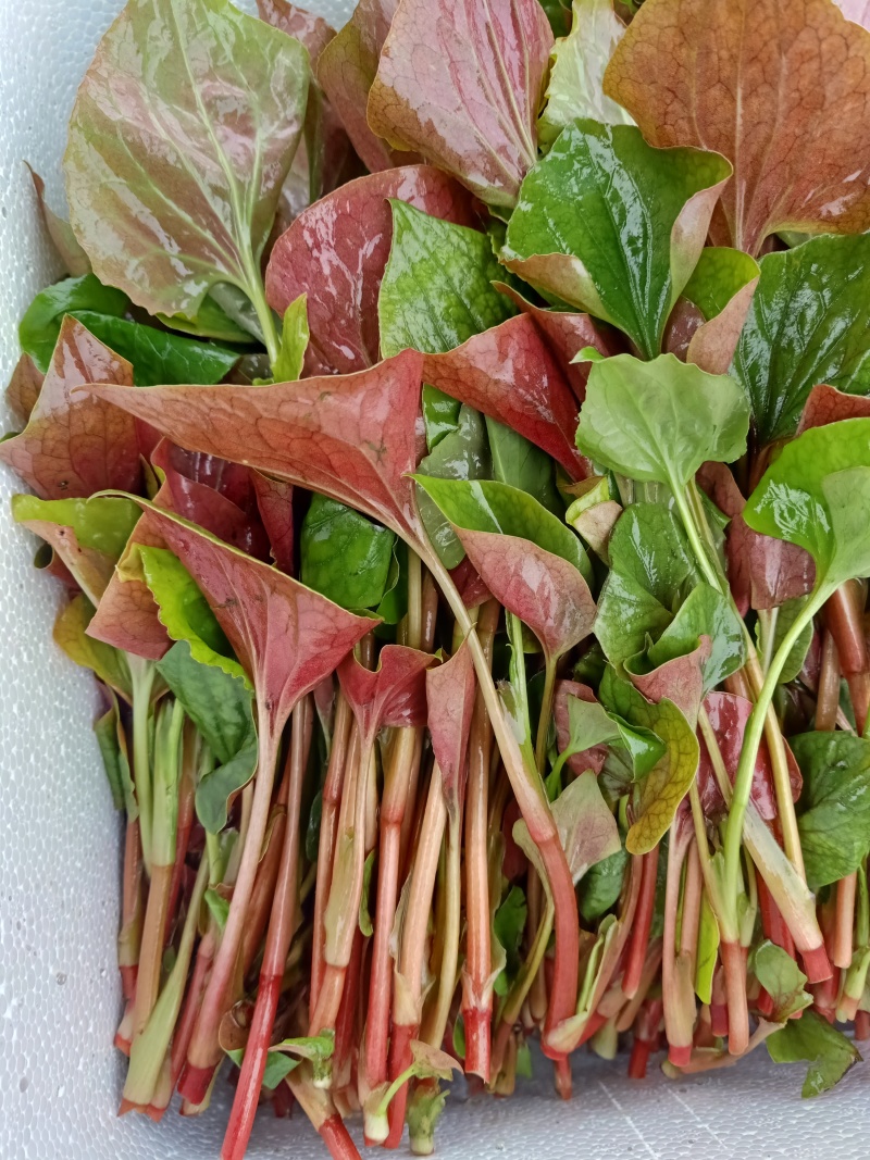 精品鱼腥草叶子/鱼腥草嫩芽/鱼腥草根子一手货源