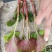 精品鱼腥草叶子/鱼腥草嫩芽/鱼腥草根子一手货源