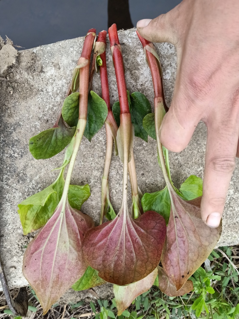 精品鱼腥草叶子/鱼腥草嫩芽/鱼腥草根子一手货源
