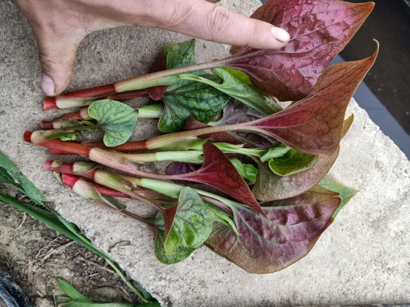 精品鱼腥草叶子/鱼腥草嫩芽/鱼腥草根子一手货源
