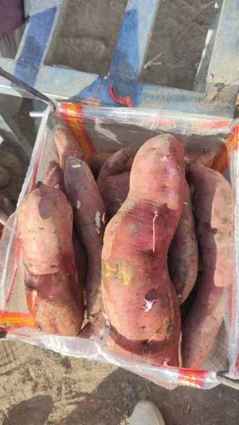 商薯19濮阳黄河滩地红薯粉糯面甜大量淀粉红薯