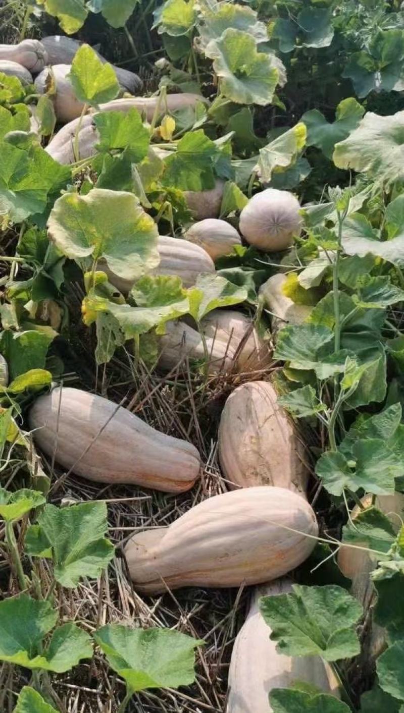 南瓜种子正源1号蜜本南瓜大果型高产又甜又面好品质