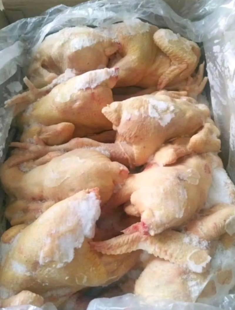 清真全净膛二级老母鸡