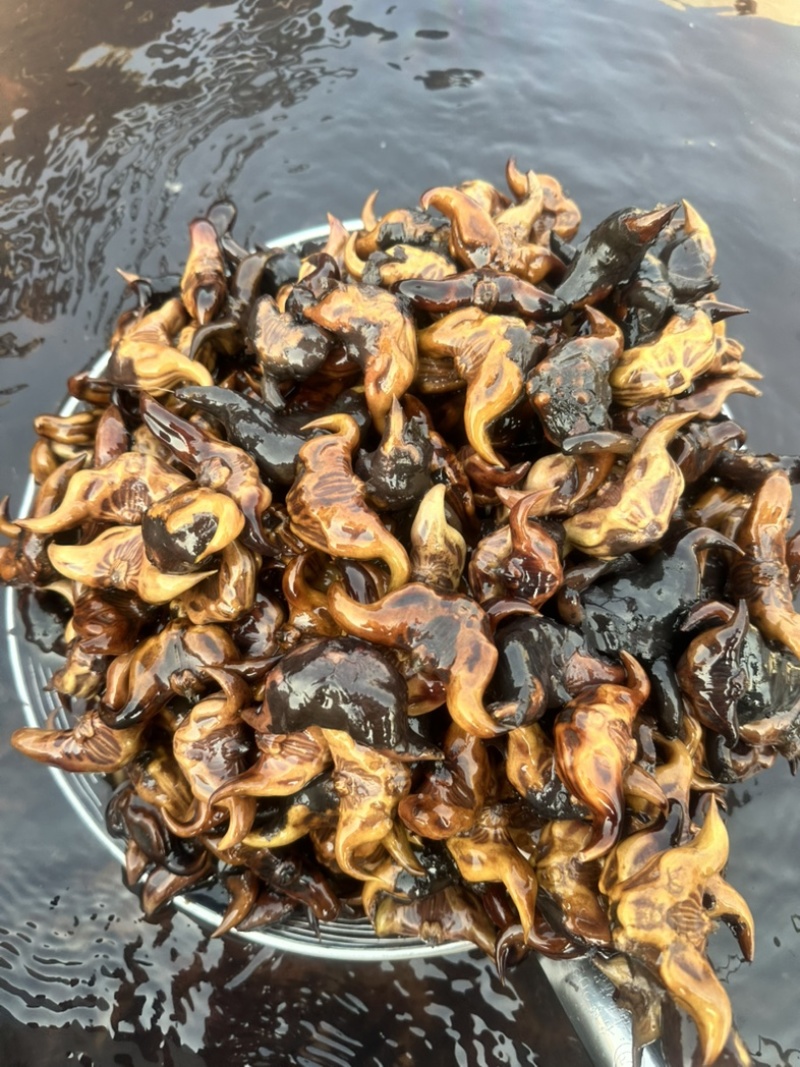 高产菱角种子早熟老菱角水培水果植物