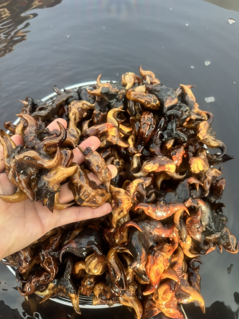 高产菱角种子早熟老菱角水培水果植物
