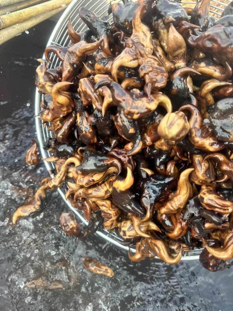 高产菱角种子早熟老菱角水培水果植物
