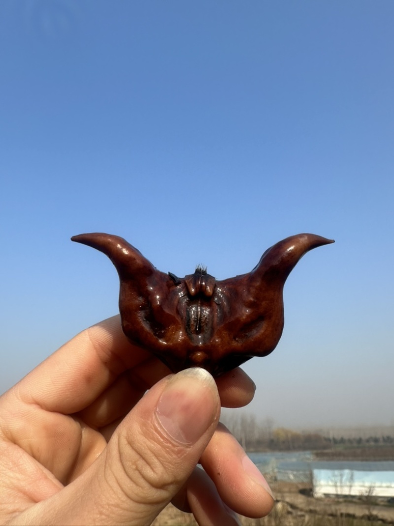高产菱角种子早熟老菱角水培水果植物