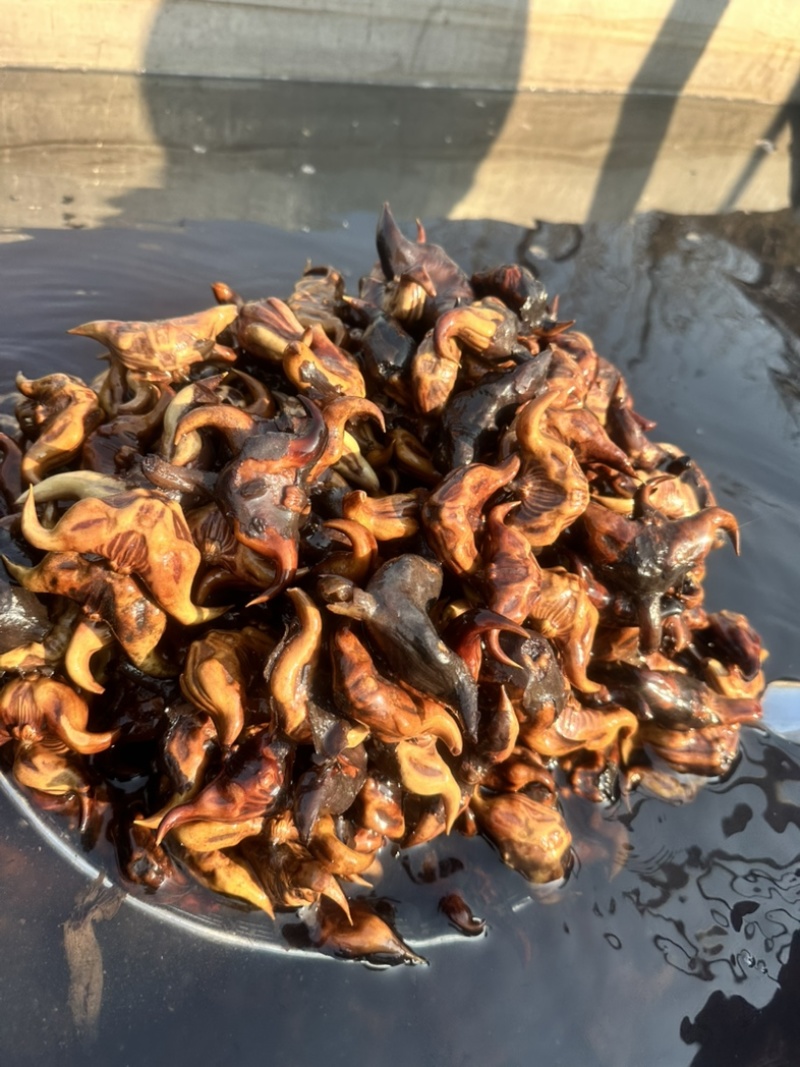 高产菱角种子早熟老菱角水培水果植物