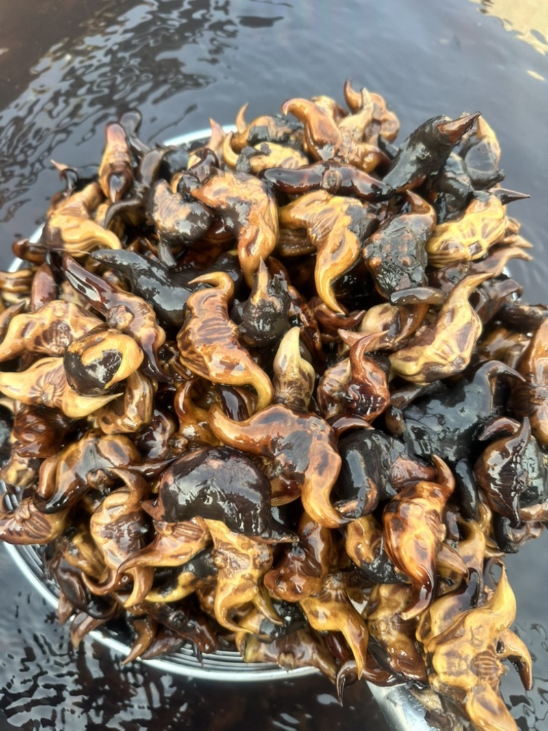高产菱角种子早熟老菱角水培水果植物