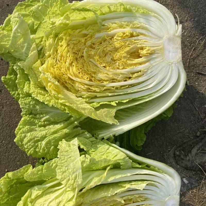 大吨位供应大白菜145黄心大白菜包得紧耐运输耐储存