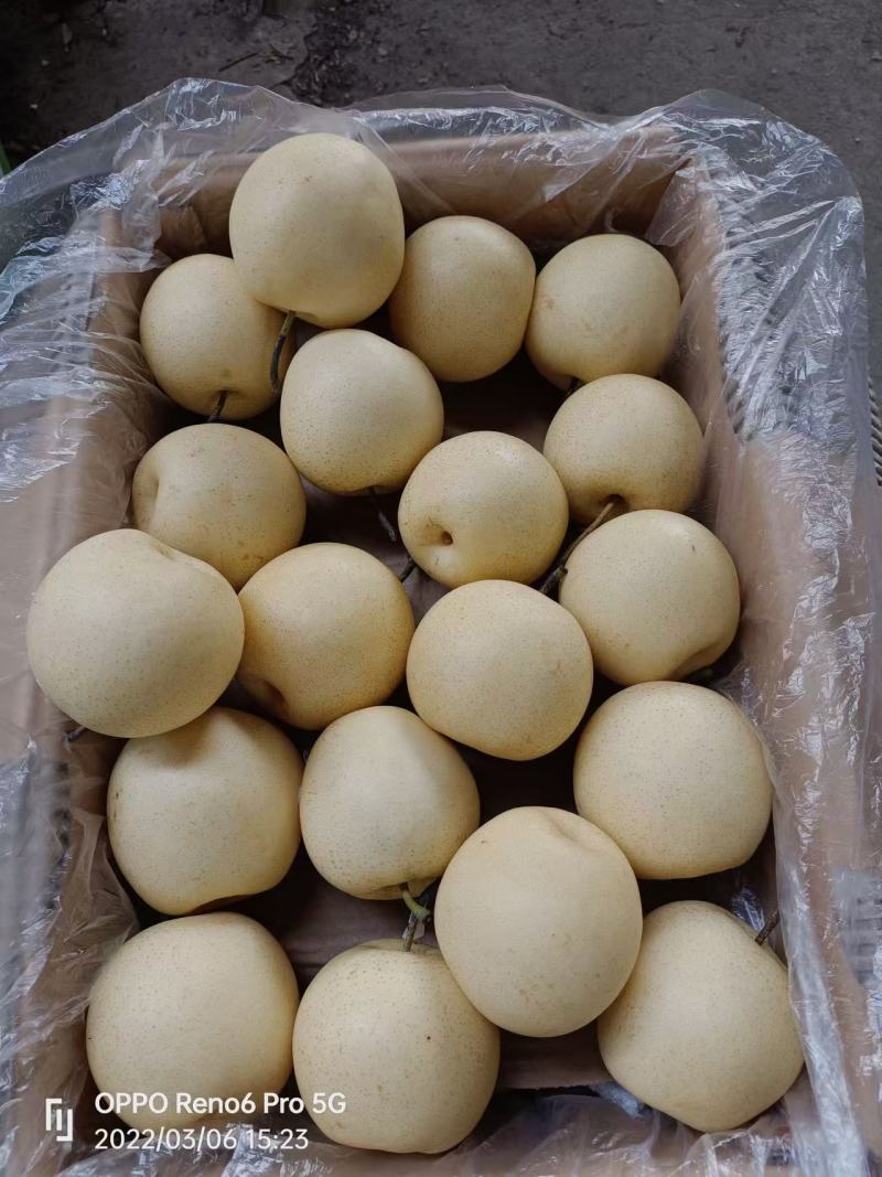 皇冠梨
