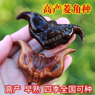 高产菱角种子早熟老菱角水培水果植物