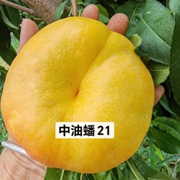 中油蟠21桃苗油蟠桃树苗黄金油蟠桃苗丰产个大酥脆香甜高抗病