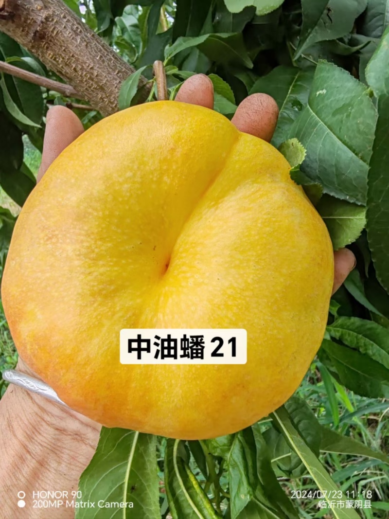中油蟠21桃苗油蟠桃树苗黄金油蟠桃苗丰产个大酥脆香甜高抗病