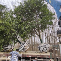 18的香橼树，香橼，大量供应，杆直冠好，苗圃打号选树