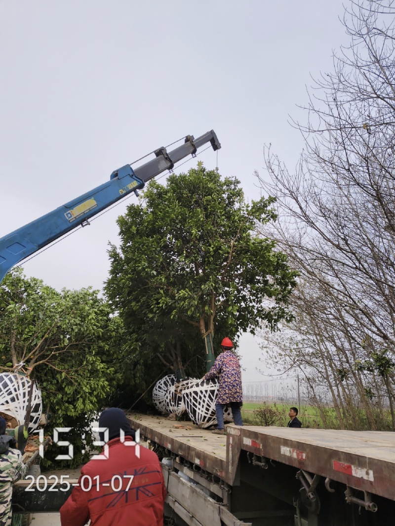 18的香橼树，香橼，大量供应，杆直冠好，苗圃打号选树