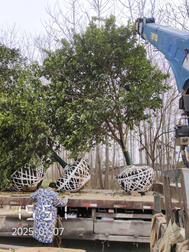 18的香橼树，香橼，大量供应，杆直冠好，苗圃打号选树