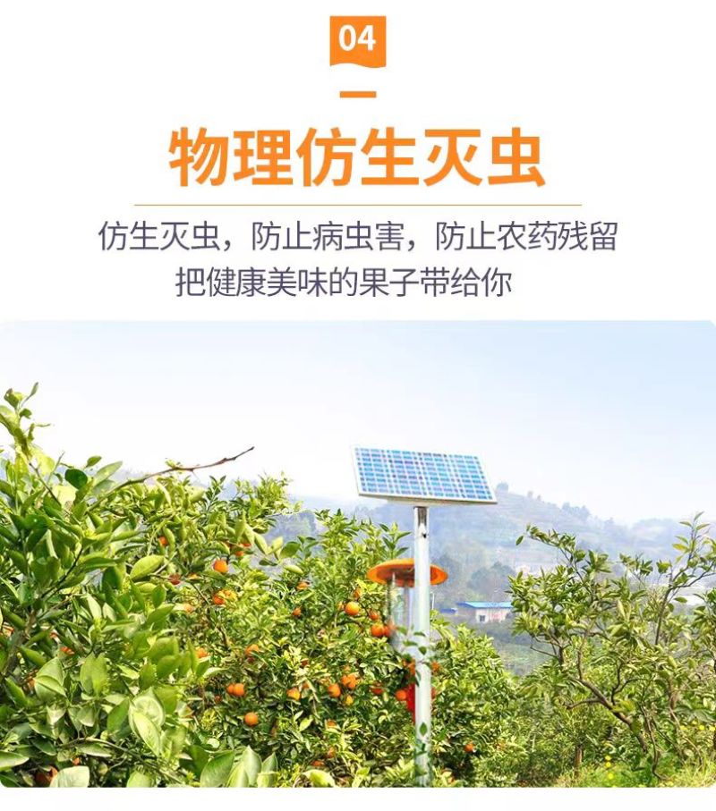 春见耙耙柑眉山产地直发好吃汁多味美按需求供货