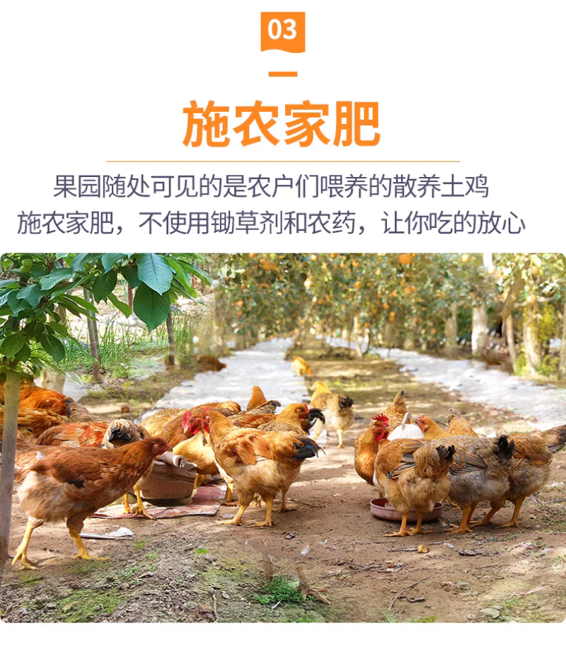 春见耙耙柑眉山产地直发好吃汁多味美按需求供货
