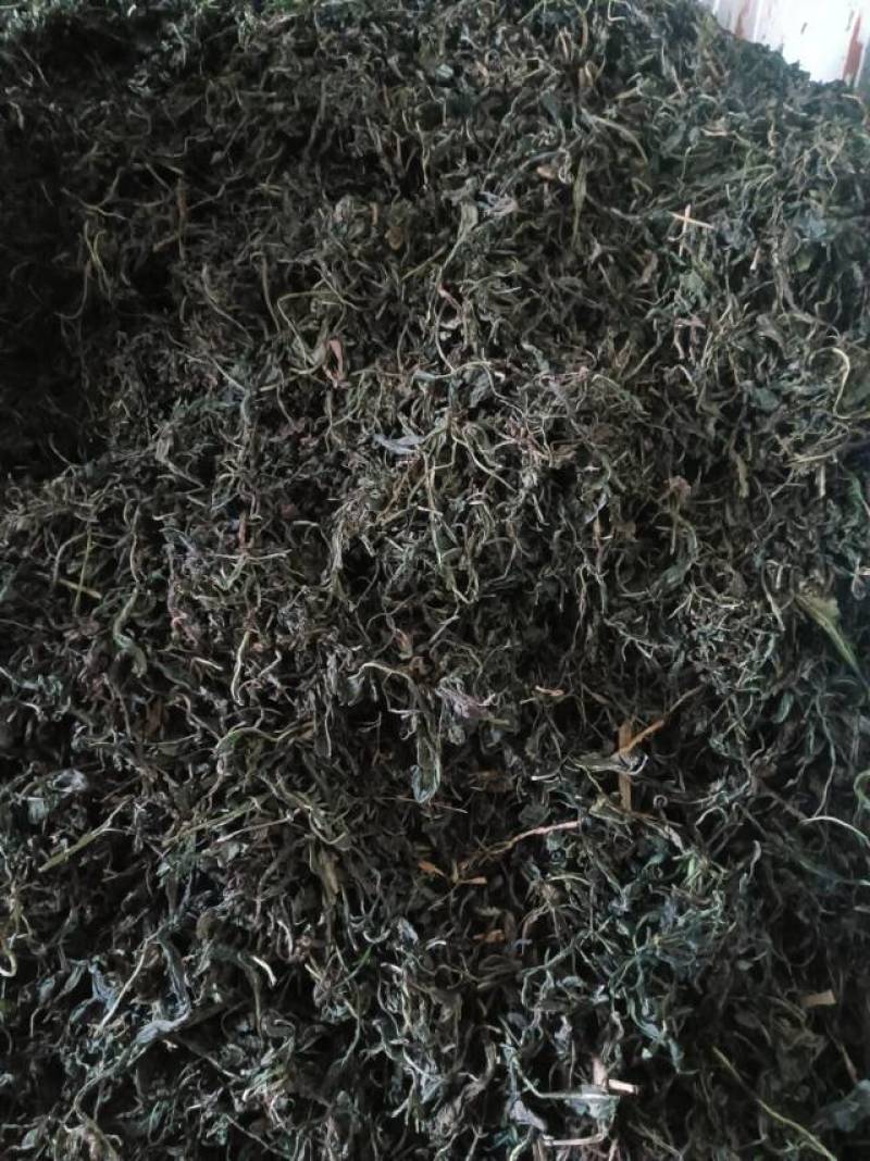 干板蓝根叶，天然无污染，药用价值高，助力健康，欢迎选购