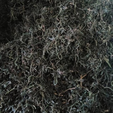 干板蓝根叶，天然无污染，药用价值高，助力健康，欢迎选购