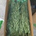 云南贡菜干响菜产地直供货源充足品质保证