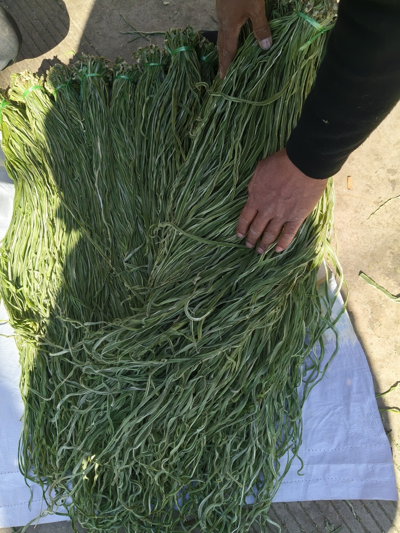 云南贡菜干响菜产地直供货源充足品质保证