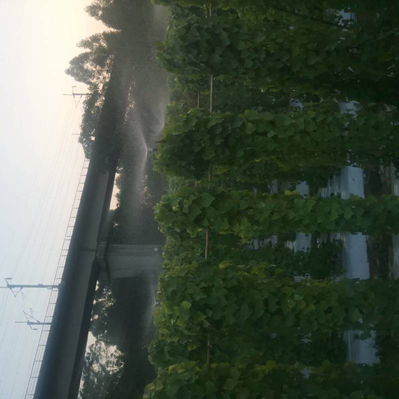 粉防己种子厂地直发，一手货源，保质保量，欢迎订购
