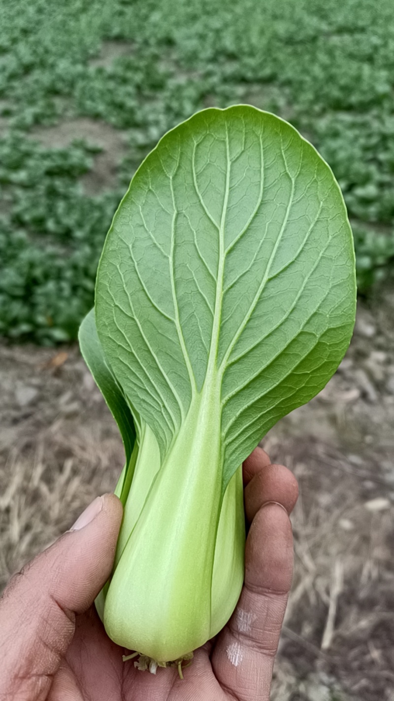 精品上海青基地直供，支持基地验货