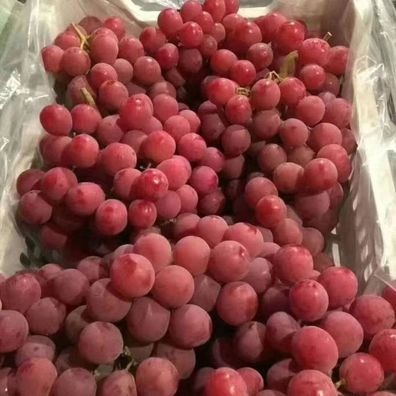 精品红提葡萄，颗粒大，口感甜，货源充足，欢迎各位老板咨询
