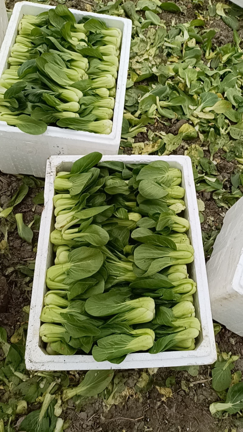 精品上海青基地直供，支持基地验货