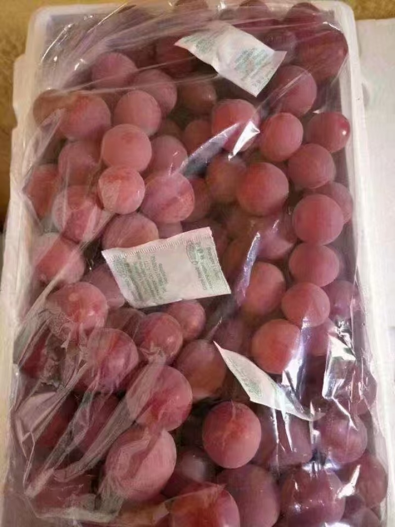 精品红提葡萄，颗粒大，口感甜，货源充足，欢迎各位老板咨询