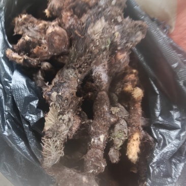 贵州巴岩姜