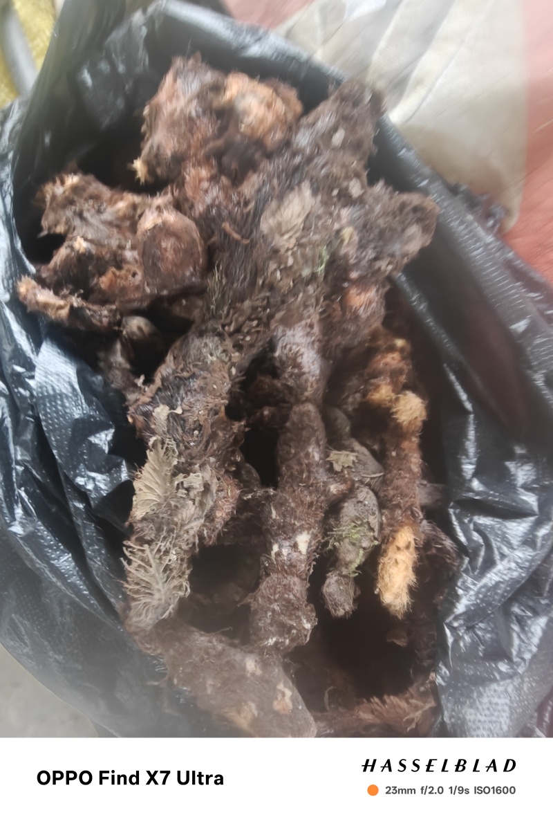 贵州巴岩姜