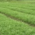 白杆柳叶空心菜种子白绿色耐热耐风雨品质脆嫩水地均可种植
