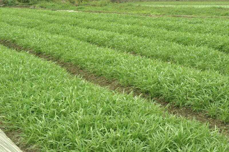 白杆柳叶空心菜种子白绿色耐热耐风雨品质脆嫩水地均可种植